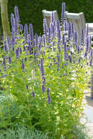 Livraison plante Agastache 'Black Adder'