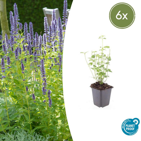 Livraison plante Agastache 'Black Adder'