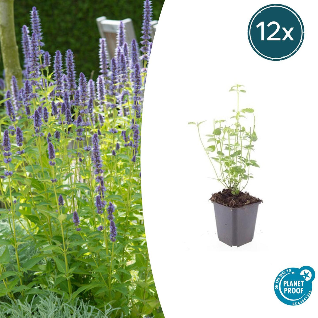 Livraison plante Agastache 'Black Adder'