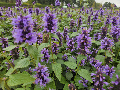 Agastache (Agastache) 'Blue Fortune'