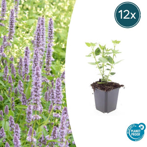 Livraison plante Agastache 'Blue Fortune'