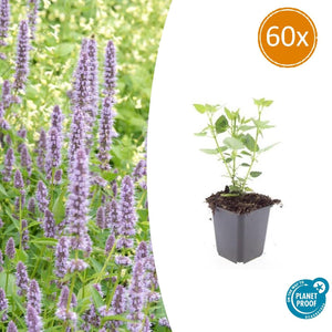 Livraison plante Agastache 'Blue Fortune'