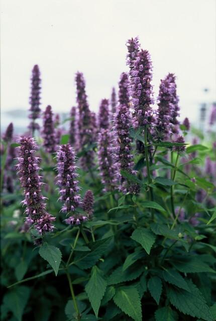 Livraison plante Agastache 'Blue Fortune'