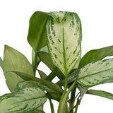 Livraison plante Aglaonema Christina h30cm