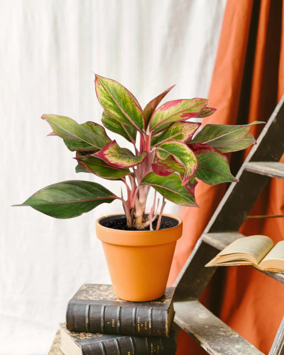 aglaonema creta como cuidar Aglaonema Creta – Hojas brillantes y fácil cuidado