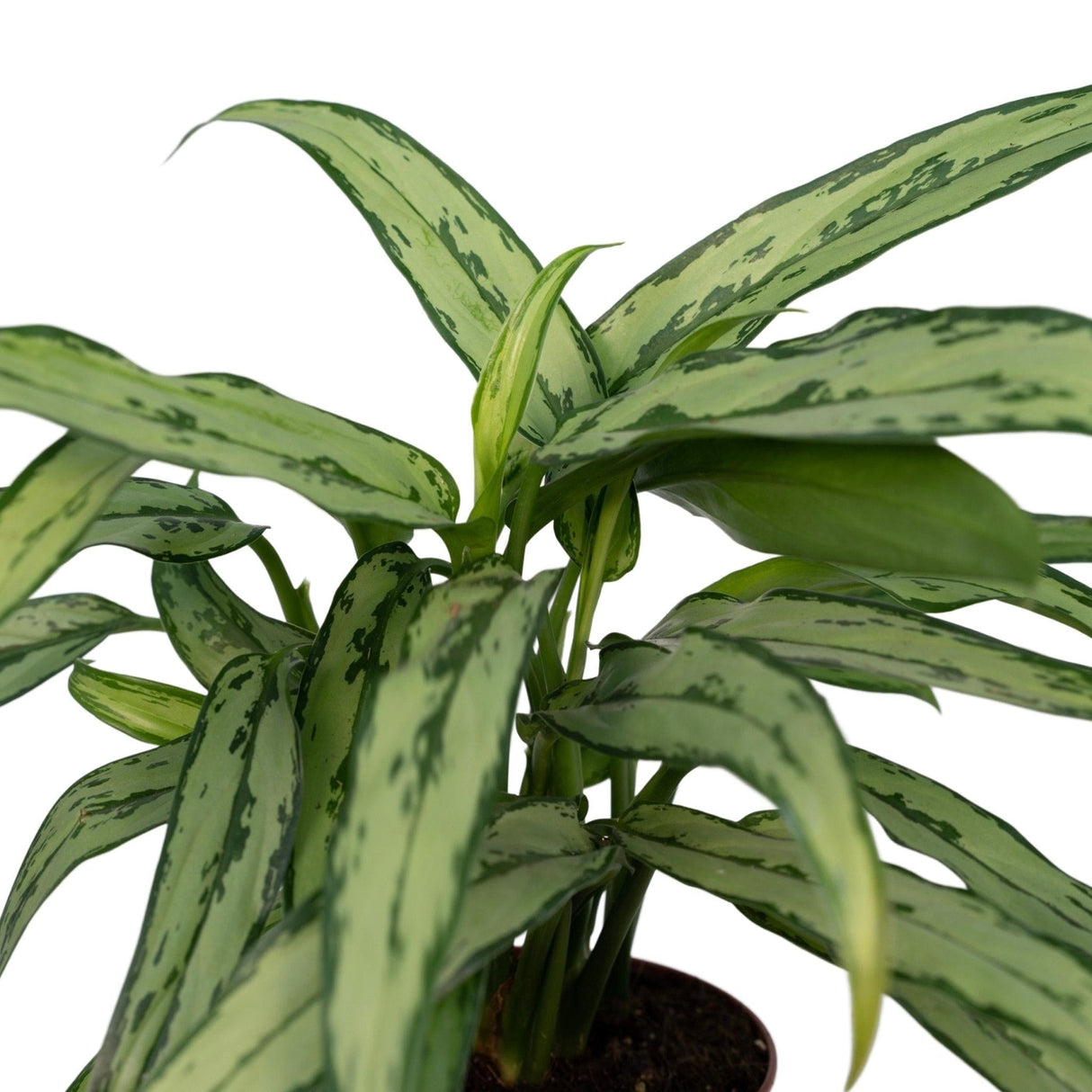 Livraison plante Aglaonema Cutlass h30cm