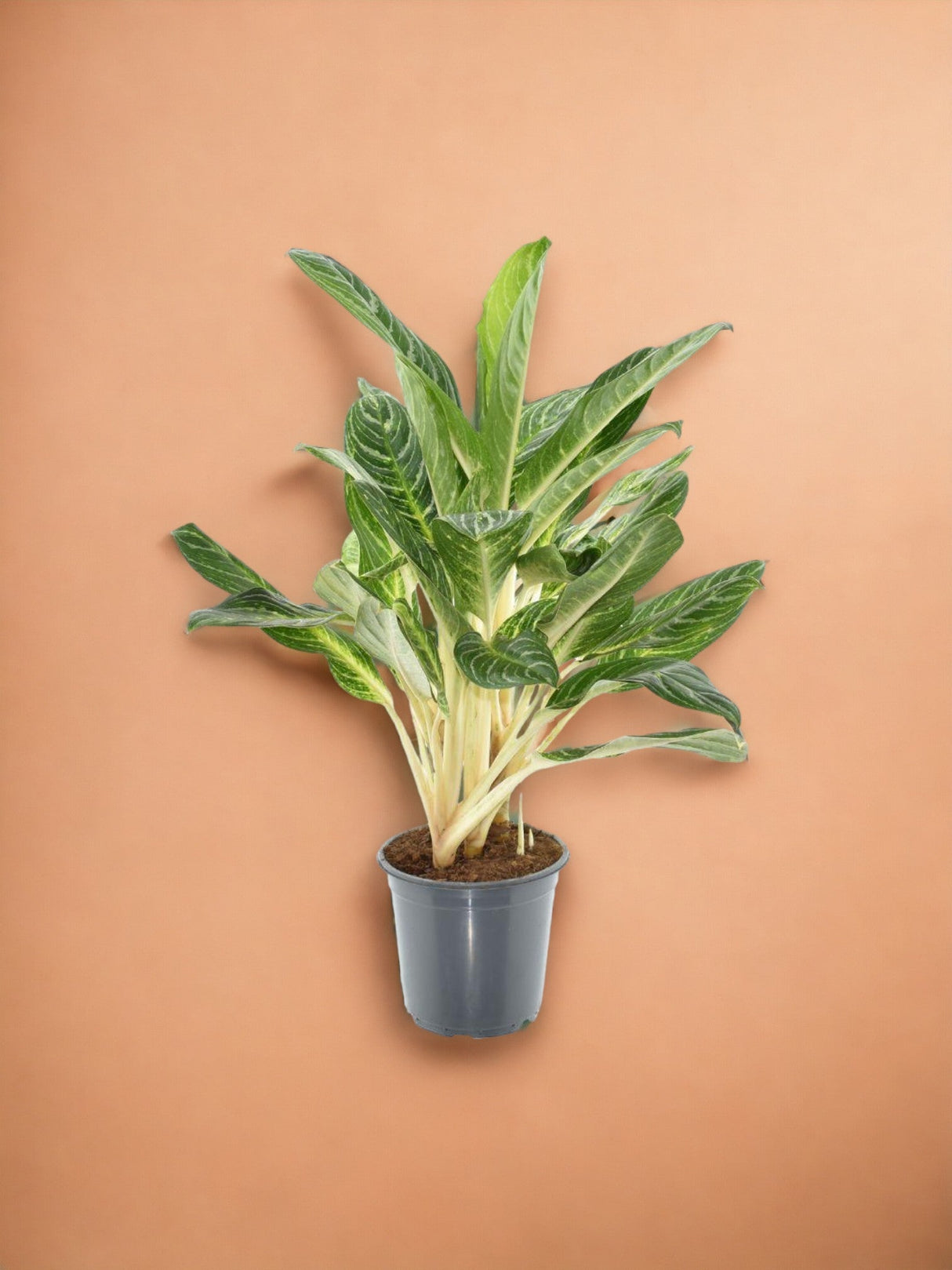 Livraison plante Aglaonema Keylime