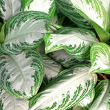 Livraison plante Aglaonema Silver Bay et panier H 70cm