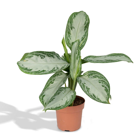 Livraison plante Aglaonema Silver Bay h55cm