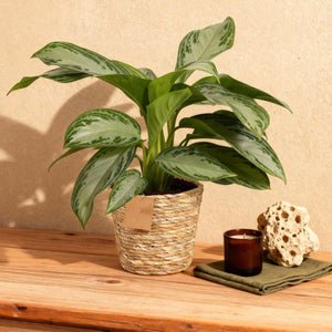 Livraison plante Aglaonema Silver Bay – Lot de 2 – Pot 17 cm – Hauteur 70 cm