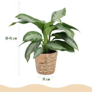 Livraison plante Aglaonema Silver Bay – Lot de 2 – Pot 17 cm – Hauteur 70 cm