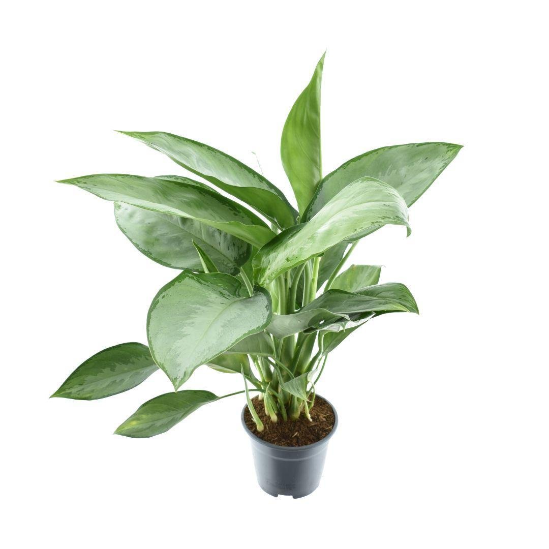 Livraison plante Aglaonema Silverado