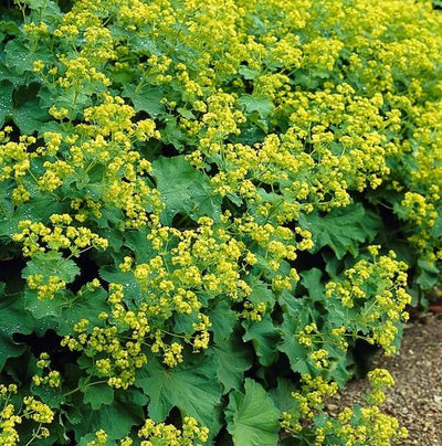 Alquimila Común (Alchemilla Mollis) 'Mollis'