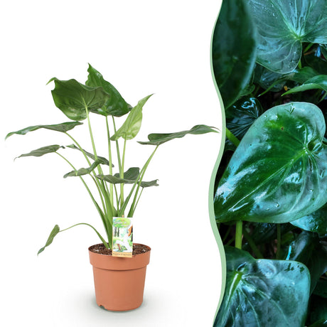 Livraison plante Alocasia Cucullata