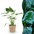 Livraison plante Alocasia Cucullata et panier H65 cm