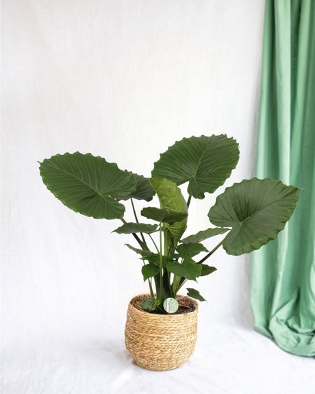 Livraison plante Alocasia Gageana California h80cm