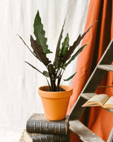 Livraison plante Alocasia Lauterbachiana