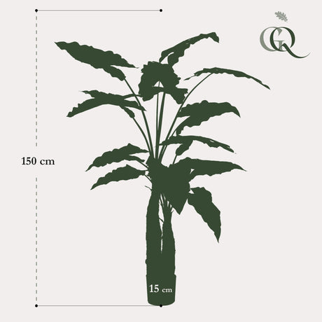 Livraison plante Alocasia plante artificielle - h150cm, Ø12cm