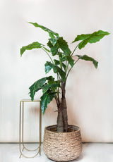 Livraison plante Alocasia plante artificielle - h180cm, Ø15cm
