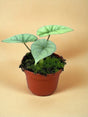 Livraison plante Alocasia Platinum