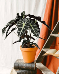 Polly Alocasia