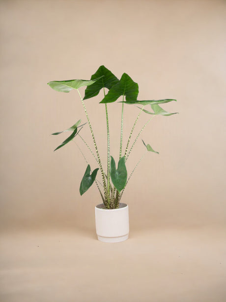 Livraison plante Alocasia Zebrina