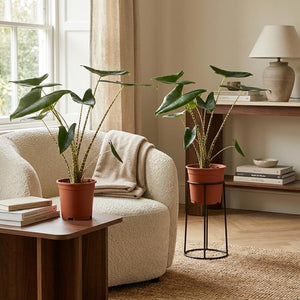 Livraison plante Alocasia Zebrina