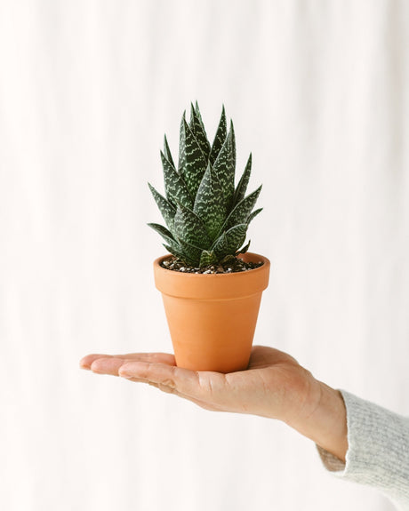 Livraison plante Aloe tikki