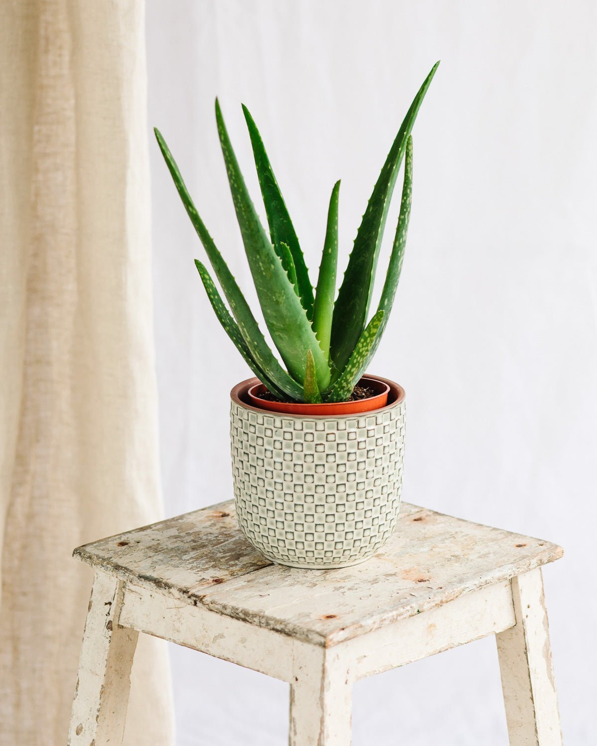 como es la planta de aloe vera medicinal Aloe Vera Barbadensis