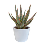 Livraison plante Aloe Zebrina