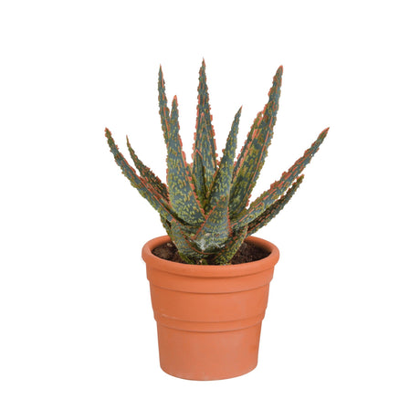 Livraison plante Aloe Zebrina