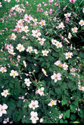 Anémona Japonesa (Anemone Tomentosa) 'Robustissima'