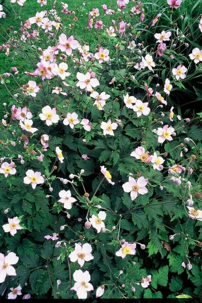 Anémona Japonesa (Anemone Tomentosa) 'Robustissima'