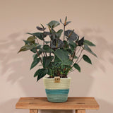 Livraison plante Anthurium andreanum Black Love + Panier