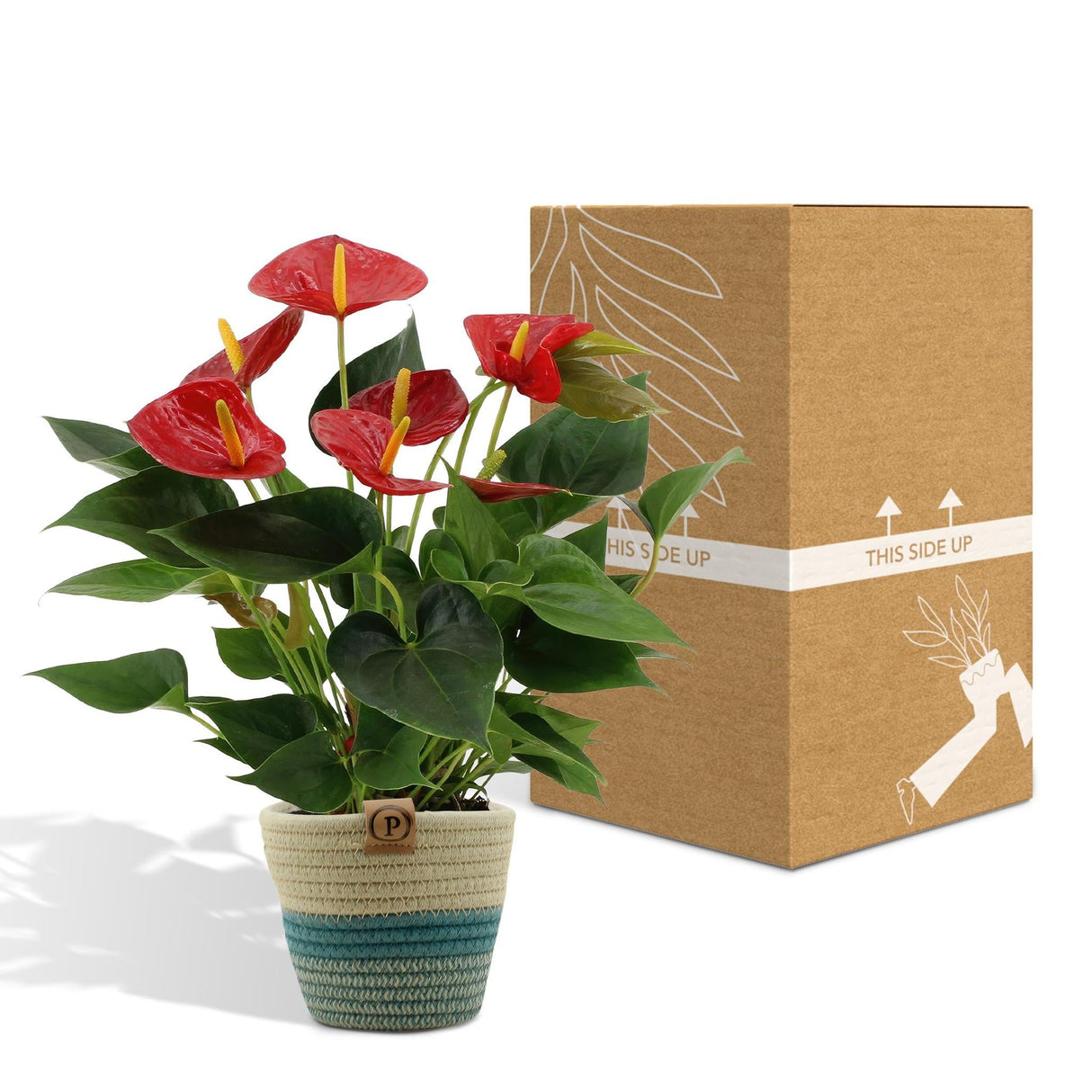 Livraison plante Anthurium andreanum Diamond Red + Panier