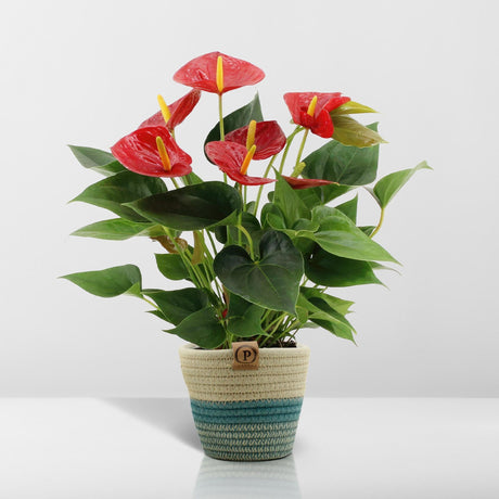 Livraison plante Anthurium andreanum Diamond Red + Panier