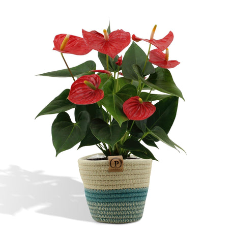 Livraison plante Anthurium andreanum Esudo + Panier