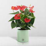 Livraison plante Anthurium andreanum Esudo + Pot