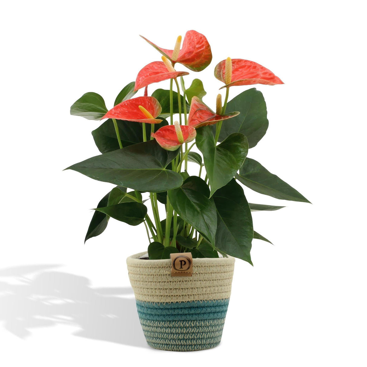 Livraison plante Anthurium andreanum Prince of Orange et son pot