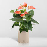 Livraison plante Anthurium andreanum Prince of Orange incl. PURE zink - 45cm - Ø12