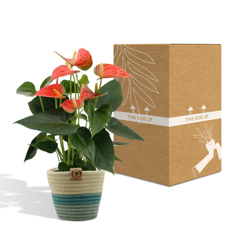 Livraison plante Anthurium andreanum Prince of Orange + Panier