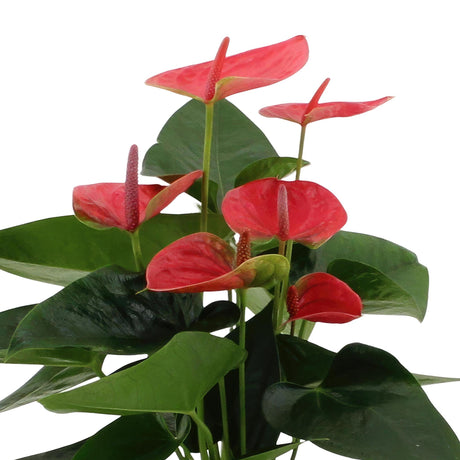 Livraison plante Anthurium andreanum Sweet Dream + Panier