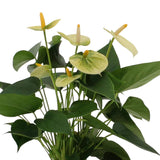 Livraison plante Anthurium andreanum Vanilla incl. PURE zink - 45cm - Ø12