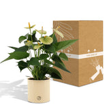 Livraison plante Anthurium andreanum Vanilla incl. PURE zink - 45cm - Ø12