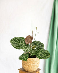 Anthurium Crystallinum híbrido compacto