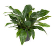 Livraison plante Anthurium 'Jungle Bush'