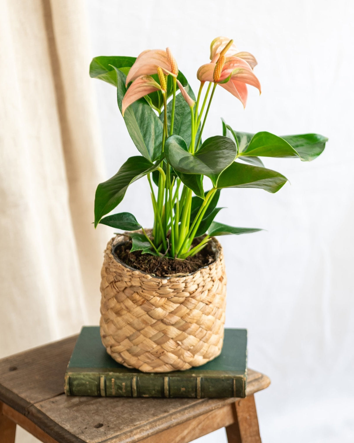 Livraison plante Anthurium pêche