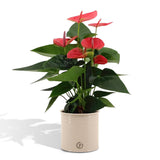 Livraison plante Anthurium rouge et son pot crème