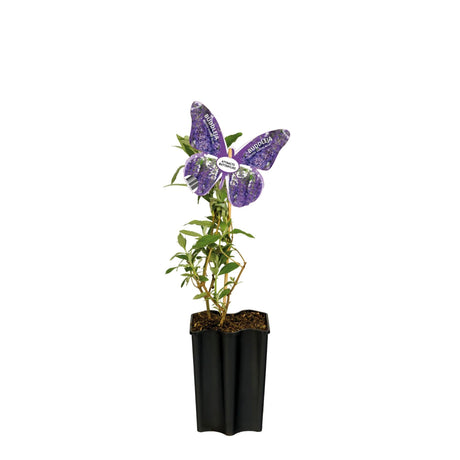 Livraison plante Arbre aux papillons bleus d15cm h55cm