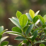 Livraison plante Arbre bonsaï et pot en céramique